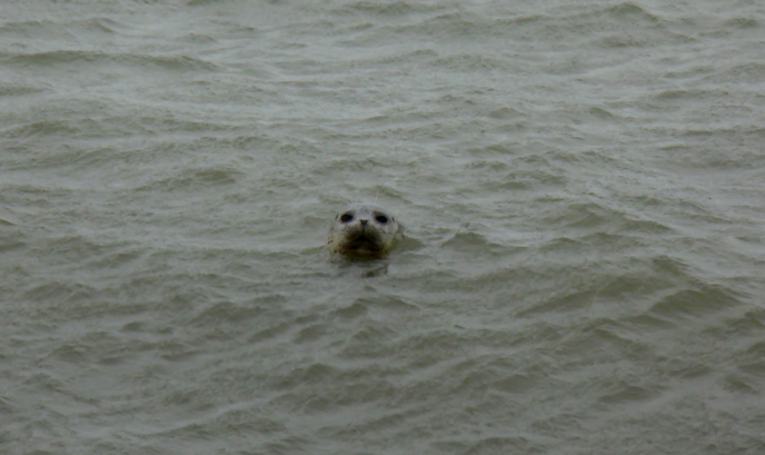face of harbor seal in water