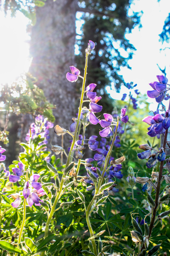 The sun shines on purple wildflowers