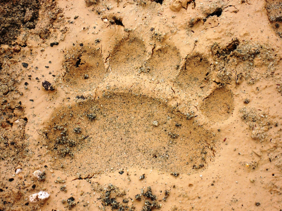 Animal Tracks of Alaska Print, Digital Download, Animal Tracks