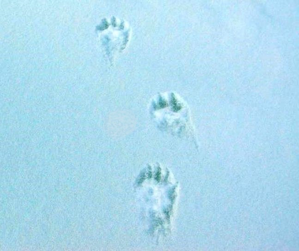 Animal Tracks of Alaska Print, Digital Download, Animal Tracks