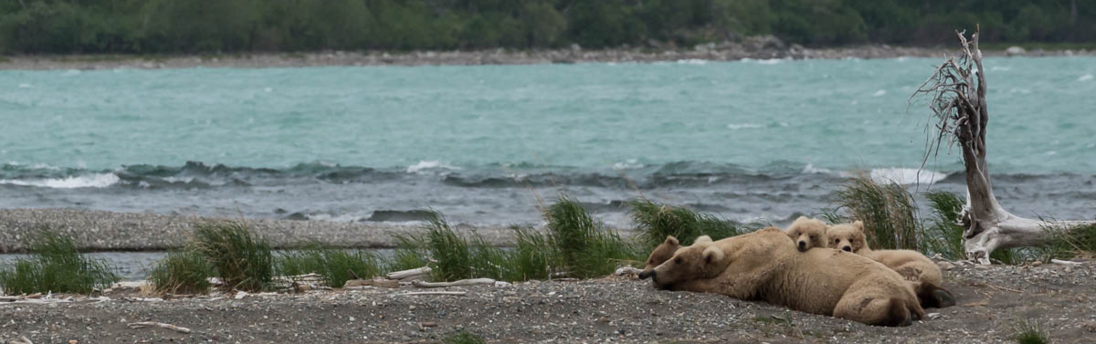an adult brown bear rests by a coastline while two cubs lay on top of it.