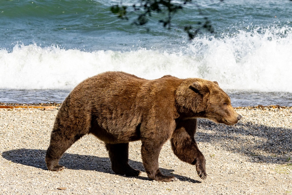 Fat Bear Week 2024 – Katmai National Park and Preserve (U.S. National Park Service)