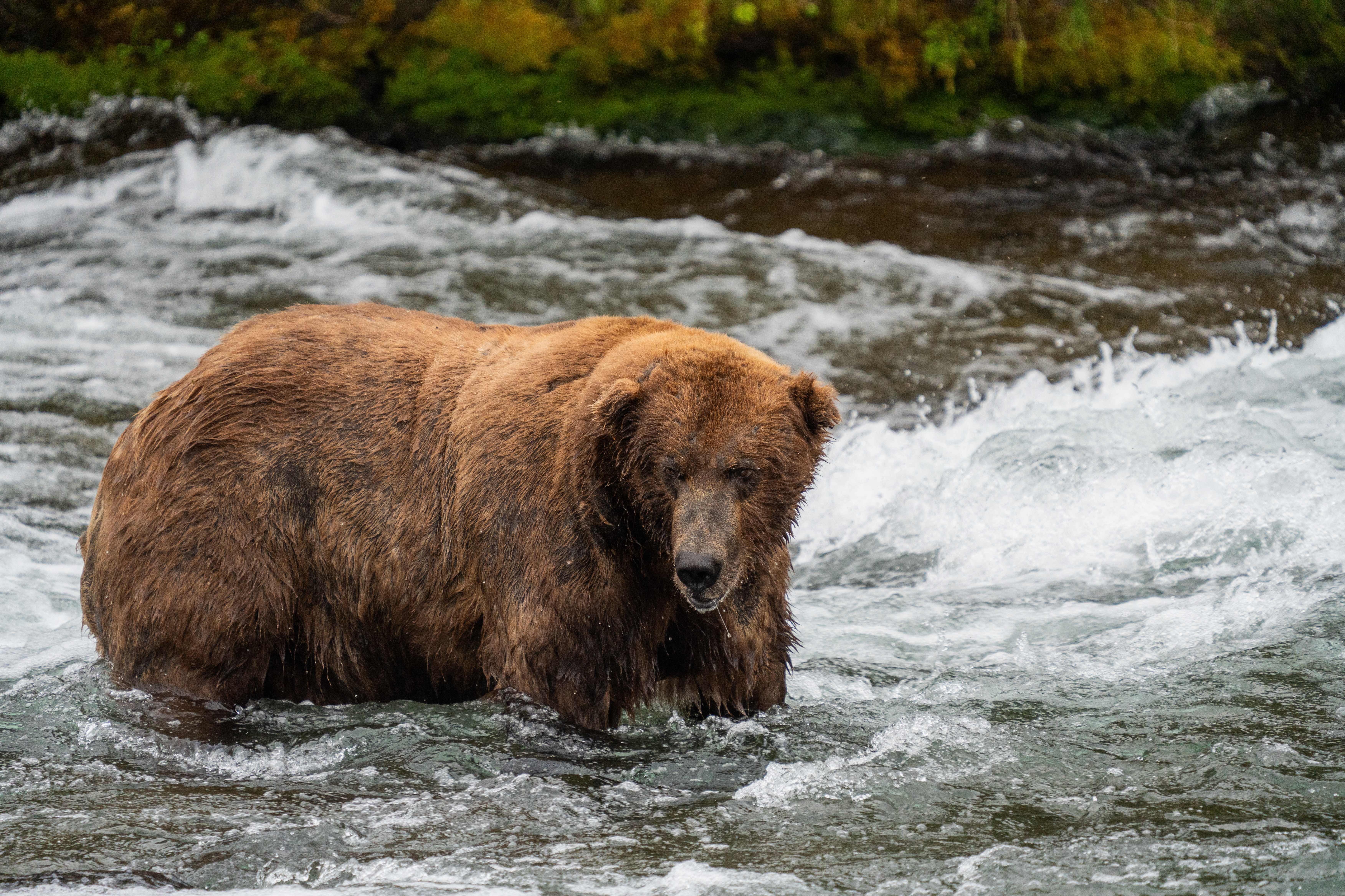 A large brown bear, bear 747, stands in a rushing river.