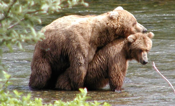 grizzly bear fight