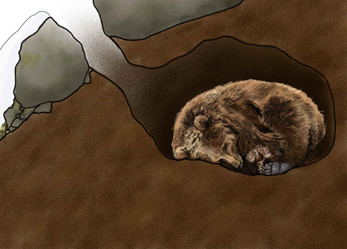 brown bear hibernating