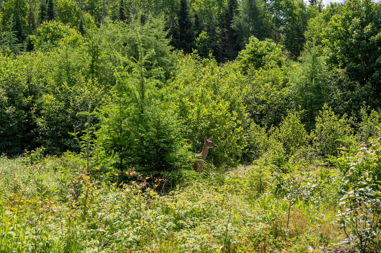 A deer waits in the thick tall green brush near a road on a sunny day.