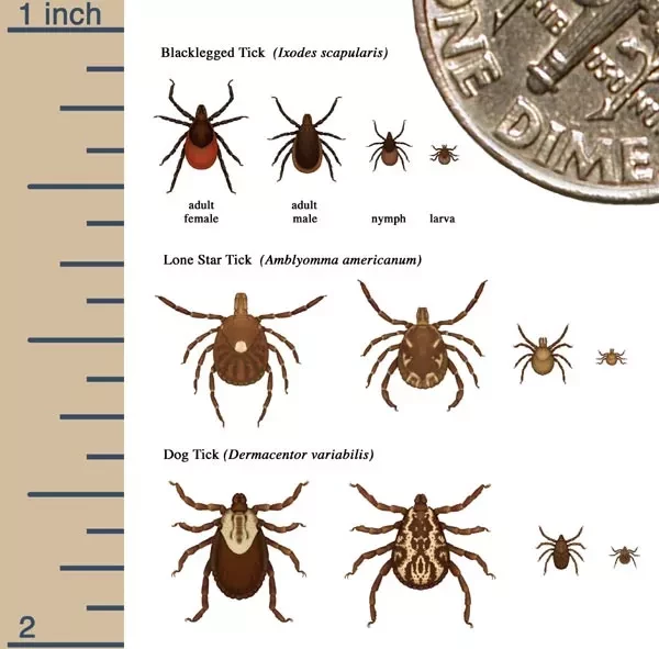 CDC Tick Diagram An illustrated graphic chart that shows different species of ticks. The Blacklegged tick, Lone Start Tick, and American Dog Tick are illustrated with their relative sizes at different life stages.