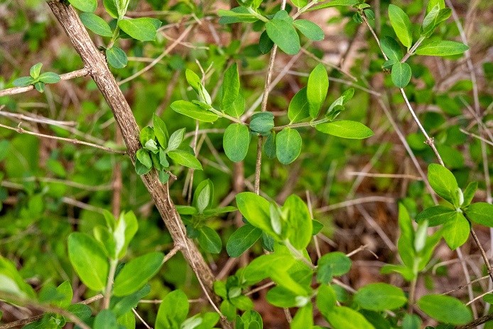 A close up of green Shrub Honeysuckles (Lonicera spp) leaves. They are green and oppositely arranged leaves around 2 to 3 inches long and smooth. The bark of the shrub is grayish-brown and striated with a hollow center.