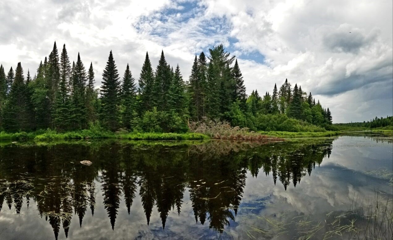 Towering pine trees line a still pond, which reflects the trees and cloudy skies.