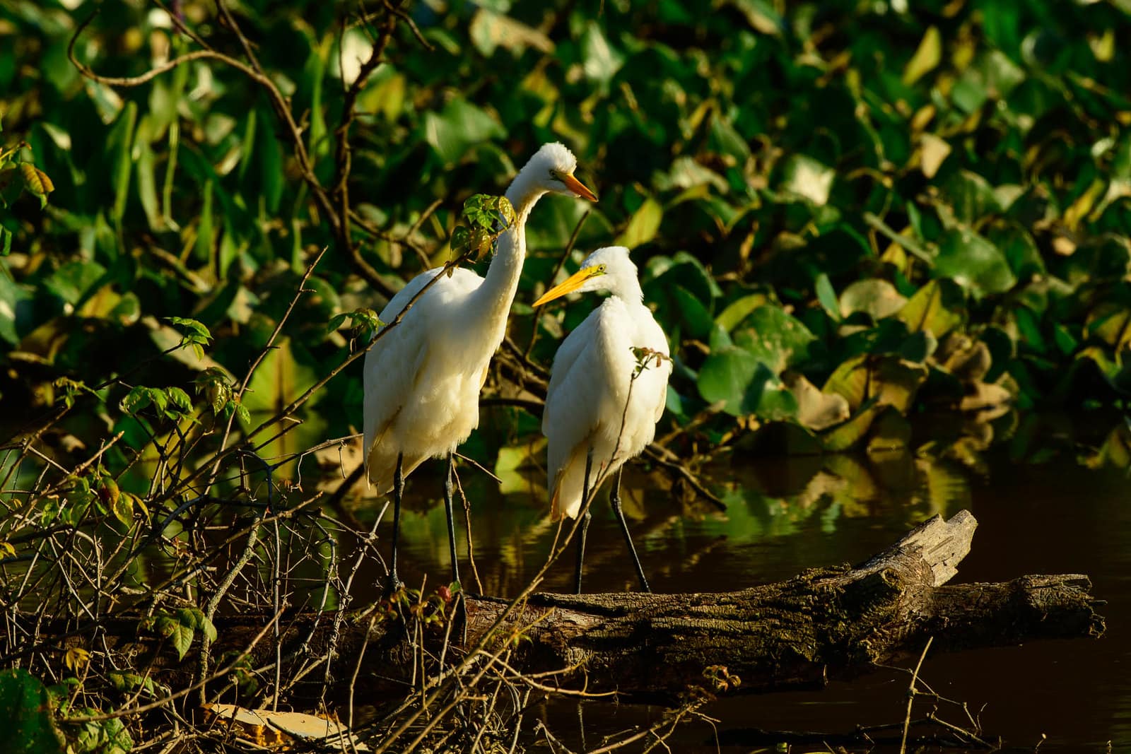 Great Egret - Facts, Diet, Habitat & Pictures on