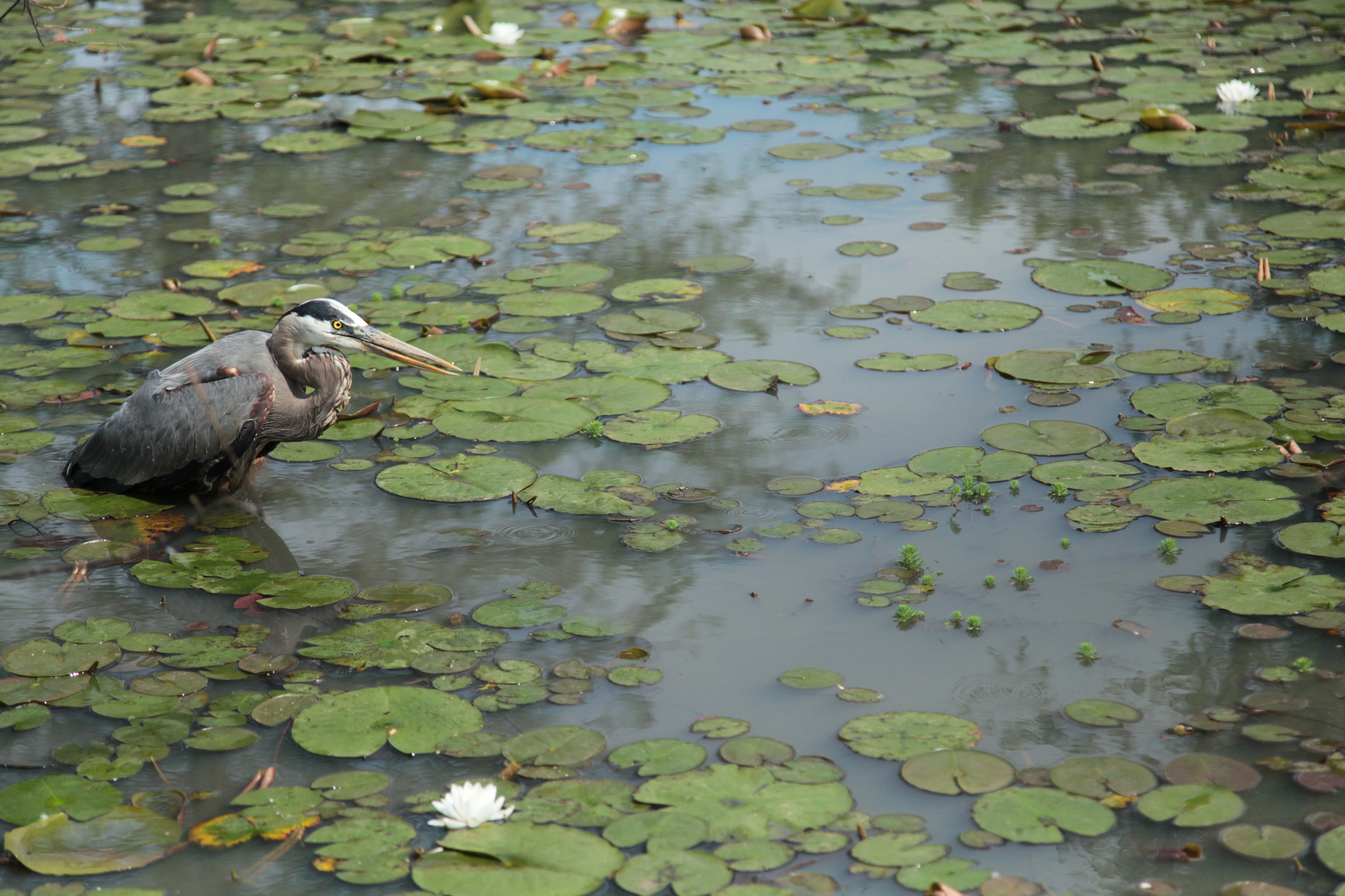 Birds Kenilworth Park Aquatic Gardens U S National Park Service