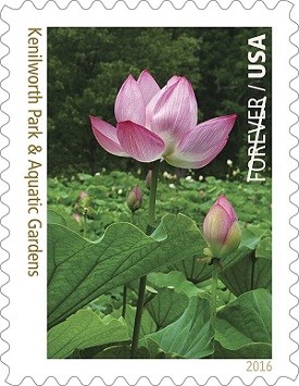 A pink water lotus arching toward the sky in Washington, D.C.’s Kenilworth Park & Aquatic Gardens is featured on the 11th of 16 Forever Stamp image.