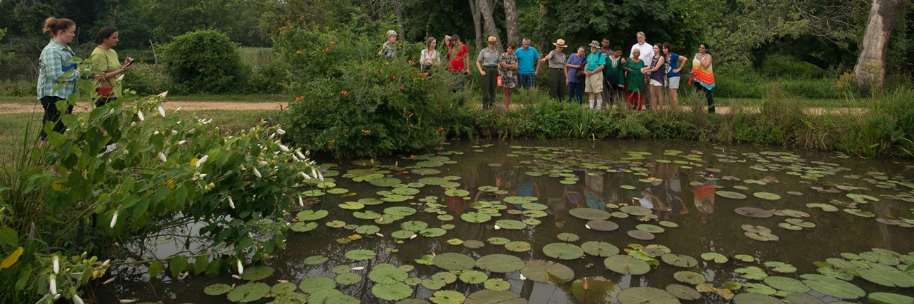 Ranger shows water lily pond to interested tour group