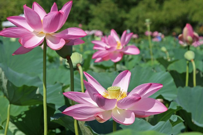 Several Sacred Lotuses blooming with the lotus leaves in the background