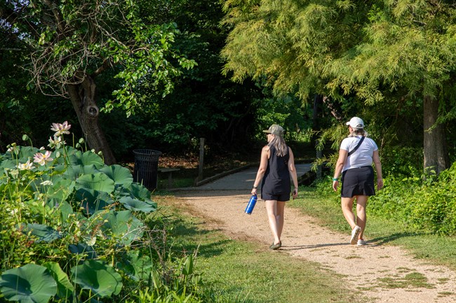 Two visitors walk on a gravel path next to a pond of water lotus flowers in bloom.