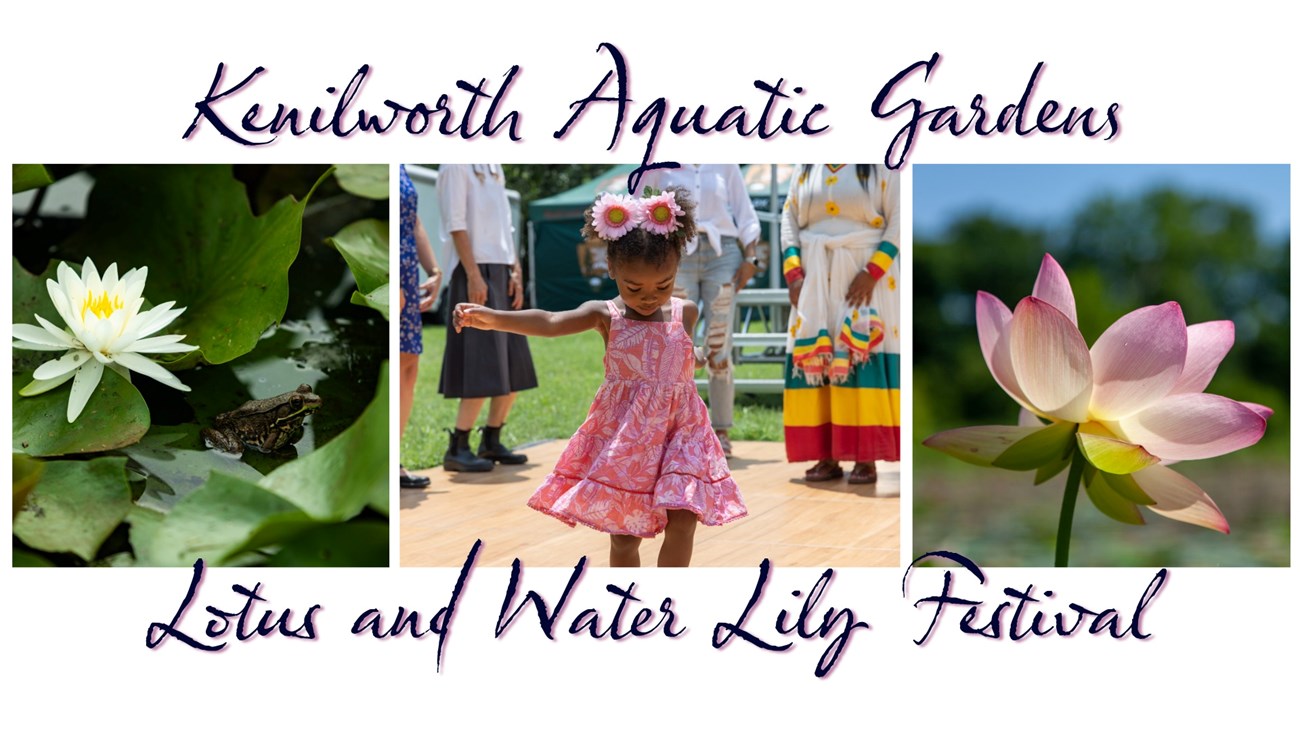'Kenilworth Aquatic Gardens Lotus and Water Lily Festival' with photos of a water lily, young girl dancing, and lotus flower