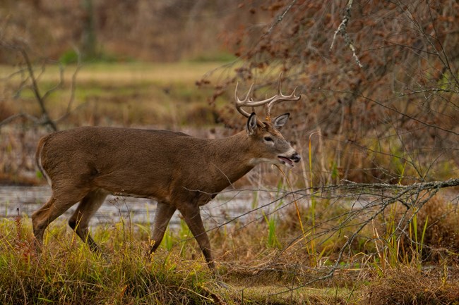 A male white-tailed deer walks along a path between ponds