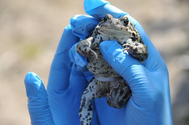 Toad with transmitter held in gloved hands