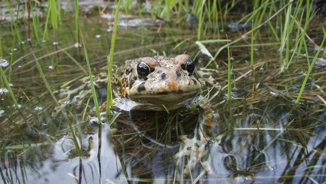 Toad in water