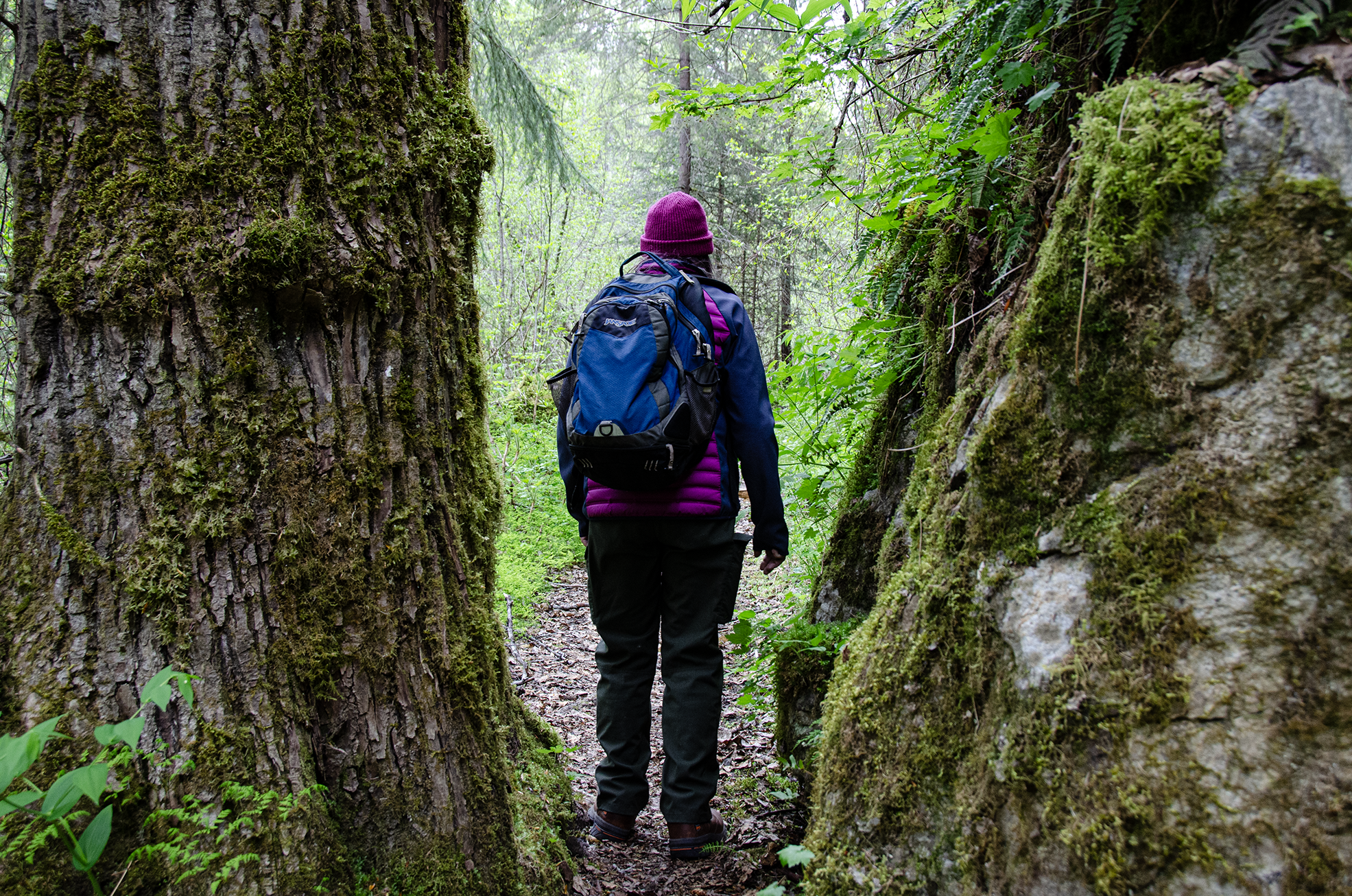 A hiker walks the Chilkoot Trail between moss-covered rocks and trees