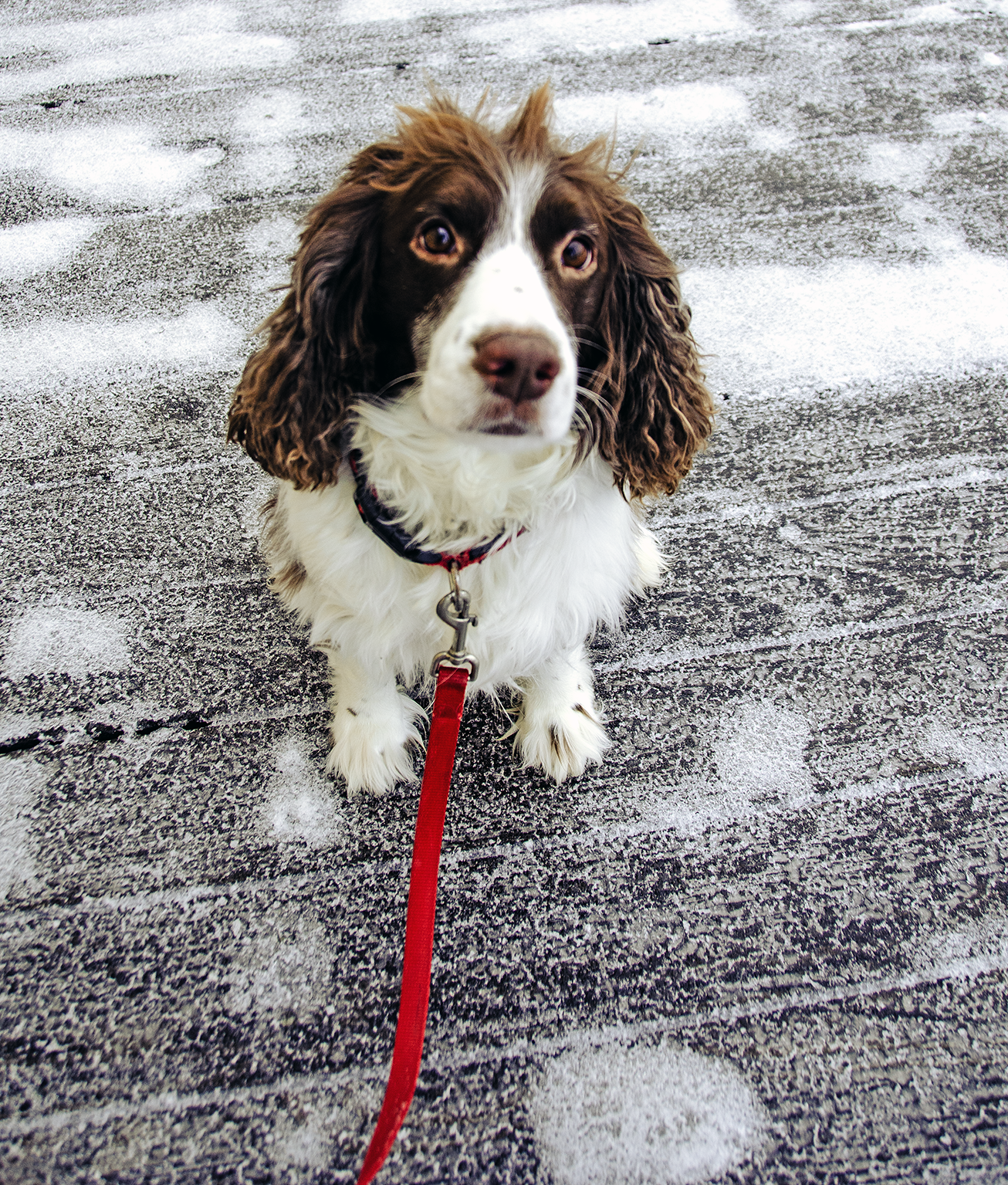 A brown and white dog sits on a boardwalk looking up at the camera. A red leash trails out of frame.