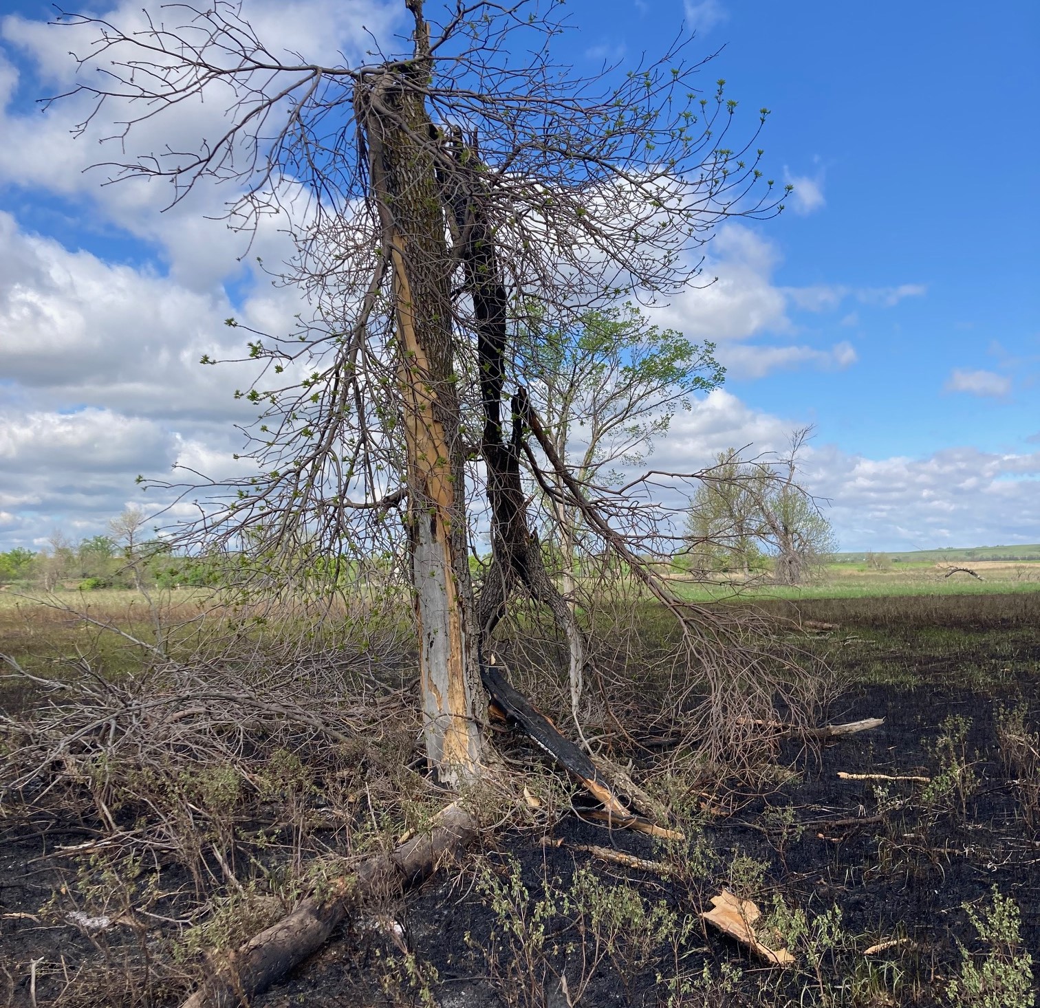 A lightning struck tree with blue sky background