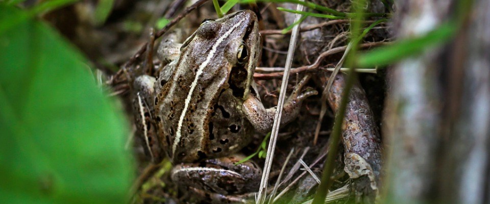 what do wood frogs eat