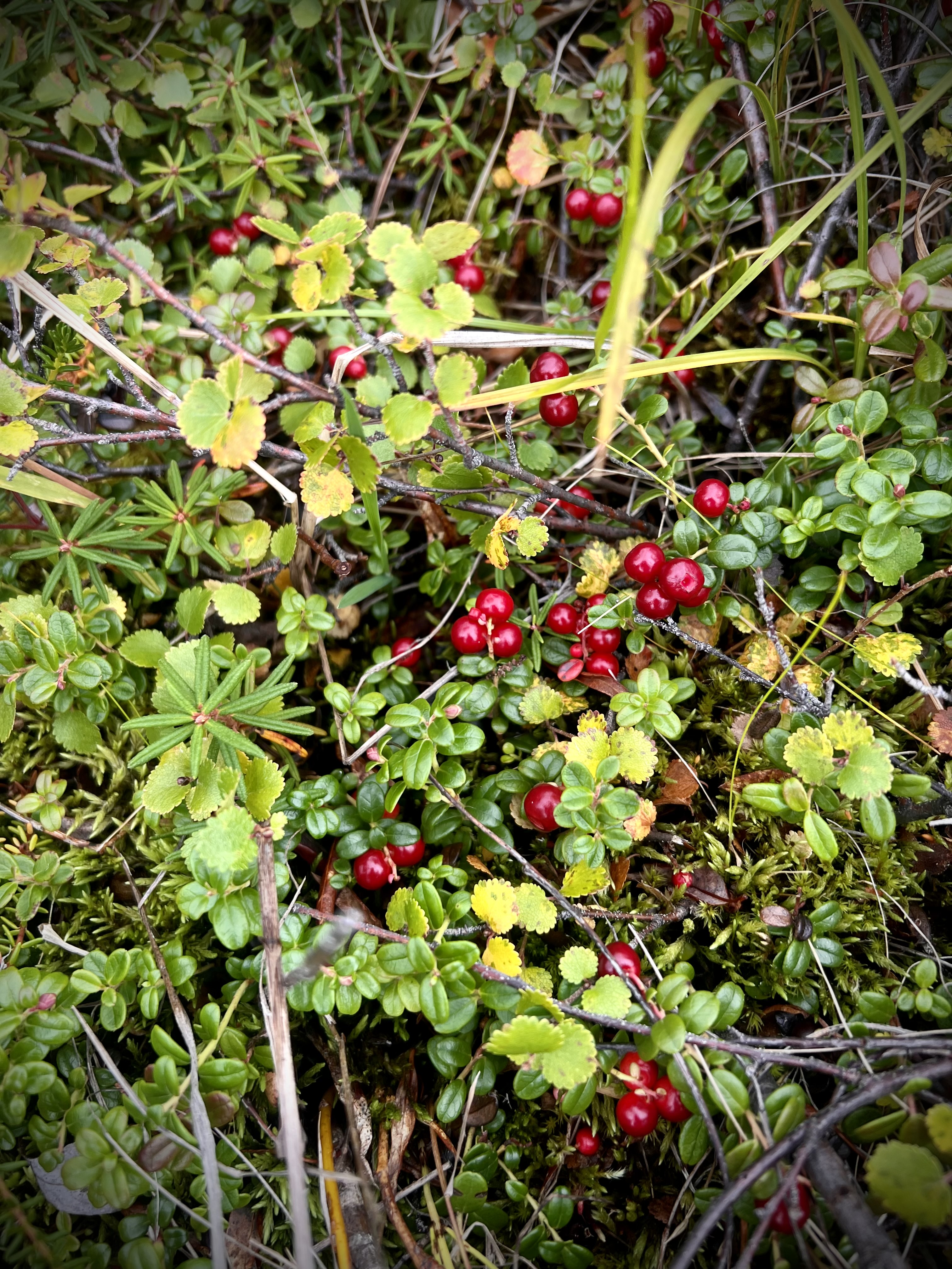 Red cranberries on green bushes.