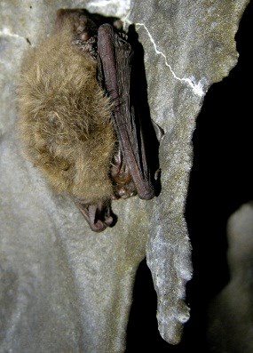 Bats - Lava Beds National Monument (U.S. National Park Service)