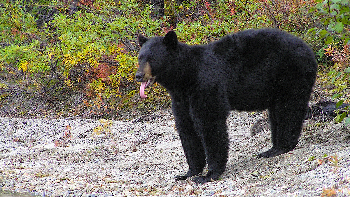 Black Bears - Lake Clark National Park & Preserve (U.S. National Park