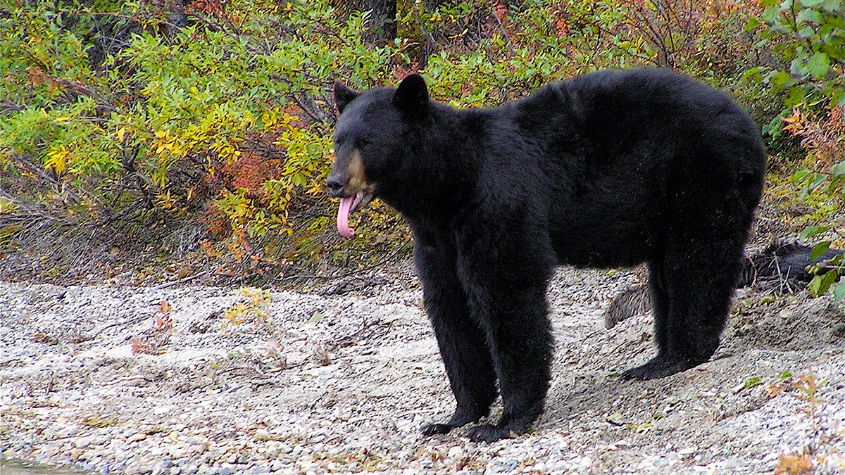 Black bears: The most common bear in North America