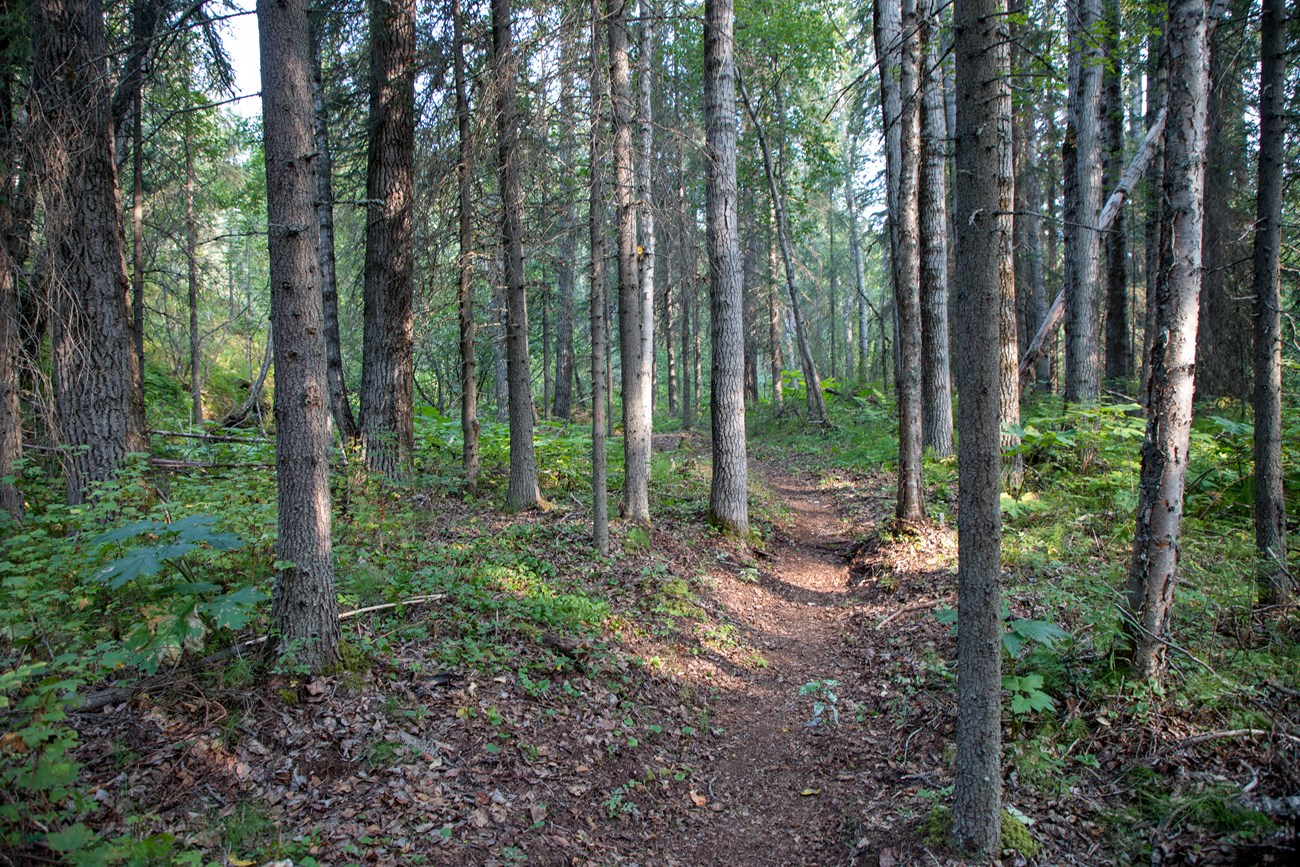 a trail going through a wooded area