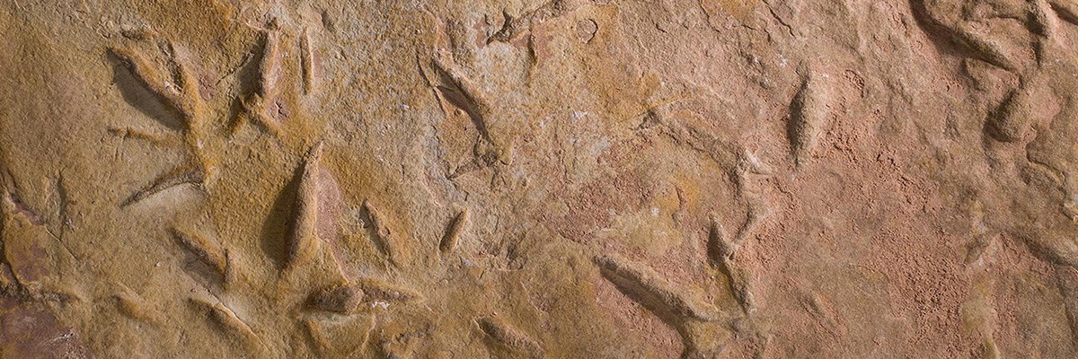 Fossilized bird tracks in sand