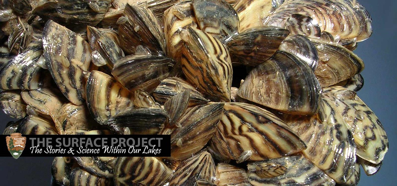 hoover dam quagga mussels