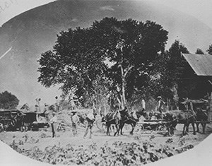 Mormon settlers with horses and farming equipment.