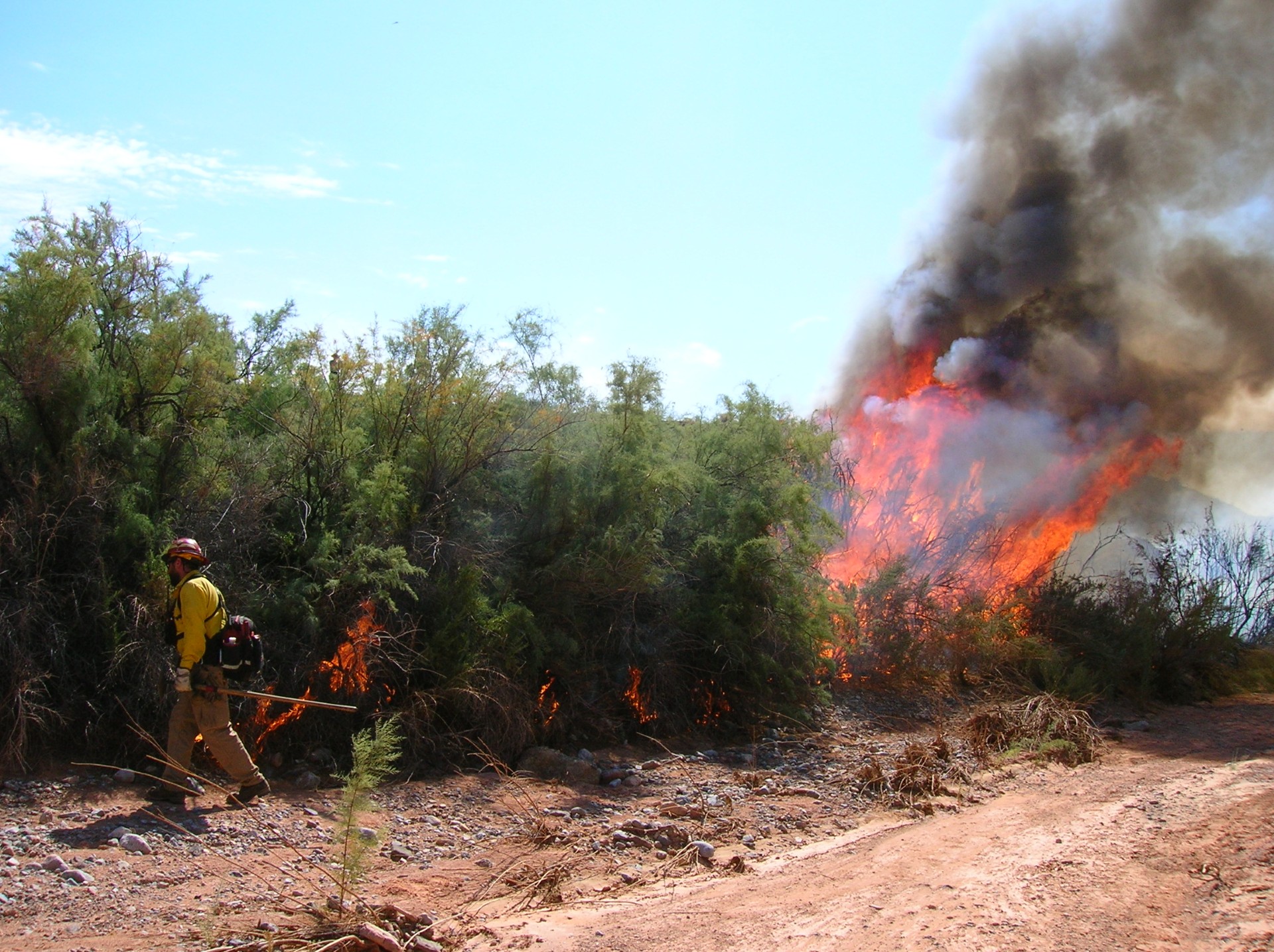 A firefighter stands next to prescribed burn.