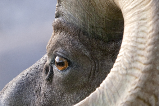 bighorn sheep