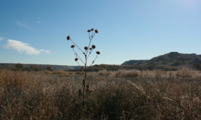 A dry Datura plant stands tall above the sea of grass in a meadow at Lake Meredith.