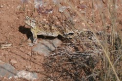 A Horned Lizard blends in with its surroundings.