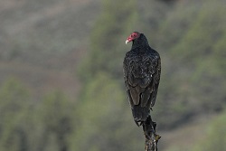 NETN Species Spotlight - Turkey and Black Vultures (U.S. National Park  Service)