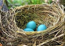 Robin Bird Nest with blue eggs.
