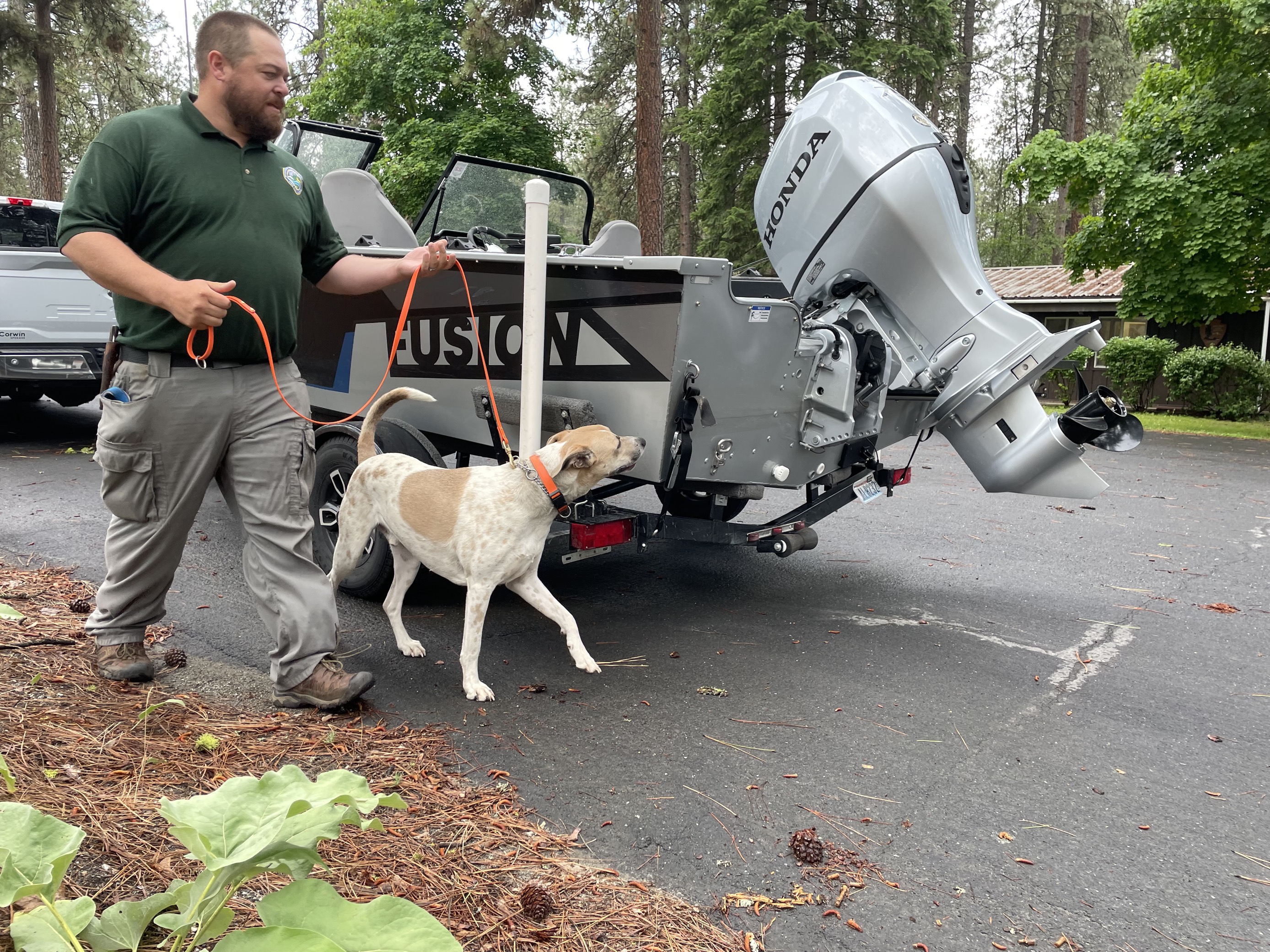A white and tan dog with an orange leash and collar sniffs a boat while its handler walks alongside.