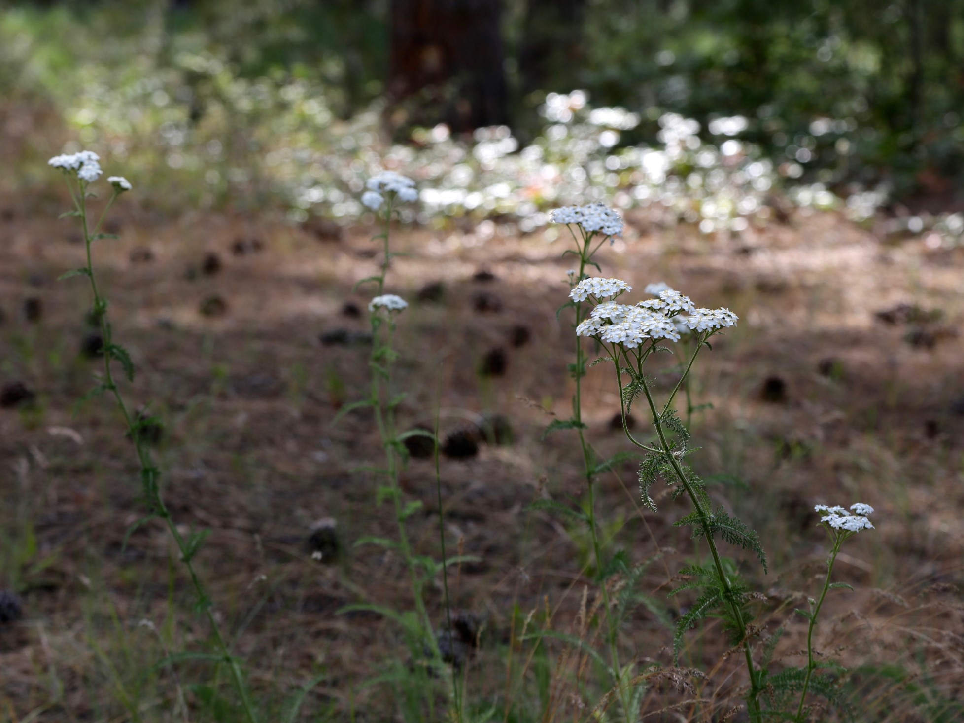 Wildflowers - Lake Roosevelt National Recreation Area (U.S. National Park  Service)