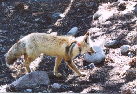 Mammals - Lassen Volcanic National Park U.S. National 