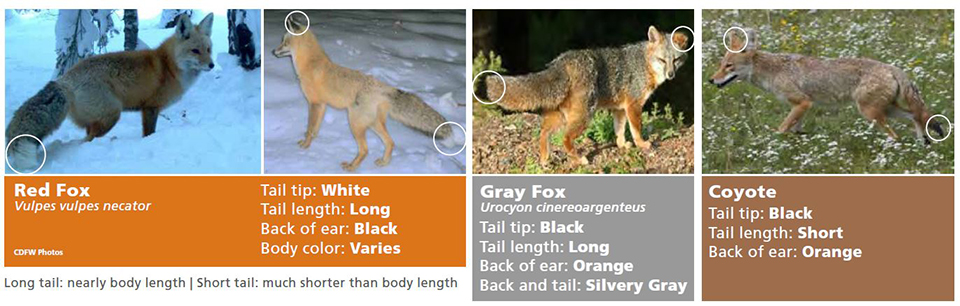 New Jersey - Red and Gray Fox