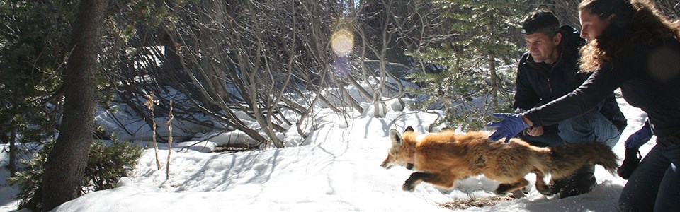 A man crouches behind a woman kneeling who is releasing a red fox into a snow-covered forest.