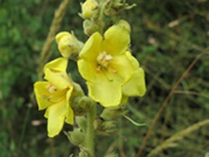 mullein bloom