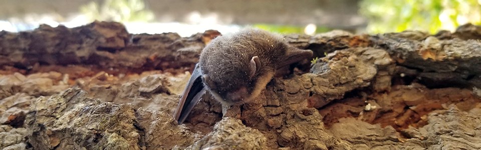 A small brown-colored bat on a tree (rotated 90 degrees to fit screen)