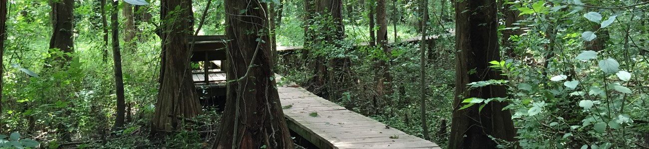 A boardwalk extends through a forest covered in green leaves.