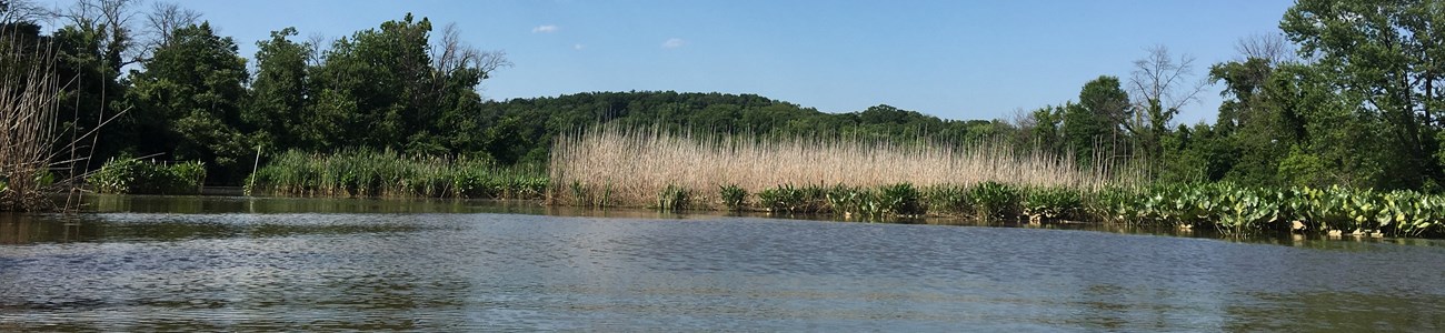 A wetland and small forest seen at the edge of water from a kayak.